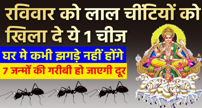 रविवार को लाल चीटीं को खिला दे 1 चीज, घर में कभी झगड़े नहीं होंगे, गरीबी हो जाएगी कोसों दूर. गरीबी दूर करने का उपाय ⤙