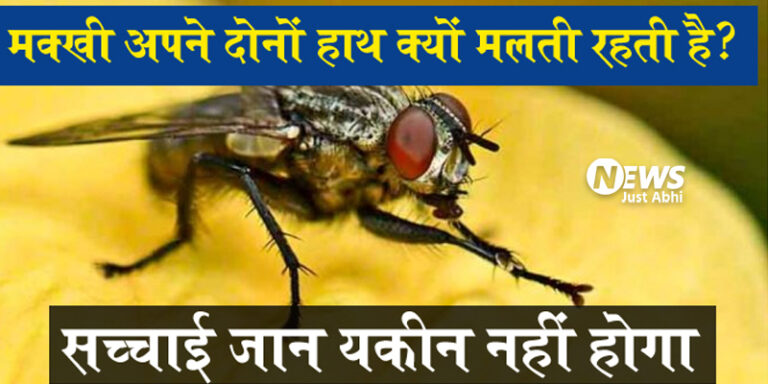 कभी दिमाग में सवाल आया मक्खी बैठे बैठे अपने हाथ क्यों मलती है?’ जाने वजह• ˠ