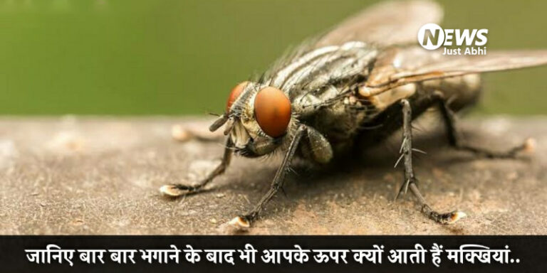 क्या आप जानते है मक्खियों को बार-बार भगाने पर भी वह वापिस आपके ऊपर ही आकर क्यों बैठती हैं• ˠ