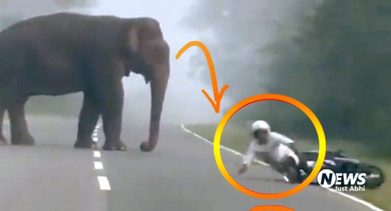 हाथी के सामने गाड़ी से गिर गया शख्स, फिर जो हुआ वह किसी ने नहीं सोचा था 〥
