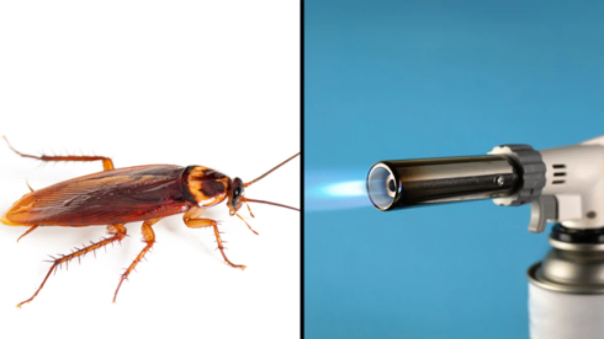 कॉकरोच मारने की कोशिश में महिला से हुआ ब्लंडर, फ्लेमथ्रोअर से ले ली पड़ोसी की जान; साउथ कोरिया में बड़ी दुर्घटना