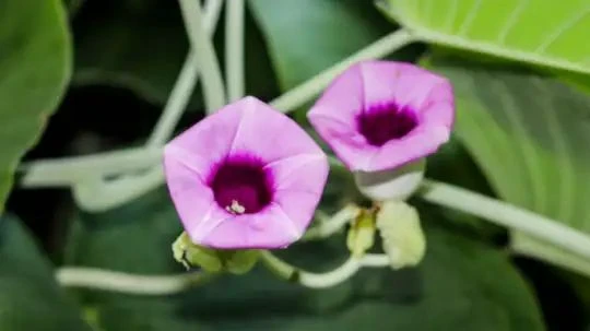 बुढ़ापे की लाठी कहा जाता है ये छोटा सा पौधा, न कोई केमिकल, न साइड इफेक्ट-ये देसी पौधा अकेले ठीक कर सकता है कई बीमारियां!!...