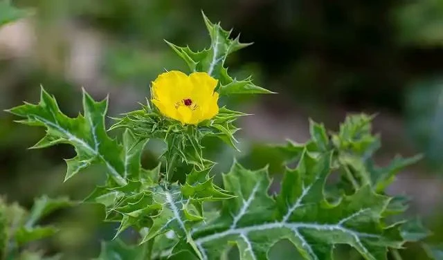 सिर्फ 12 दाने रोज़ खाएं., बुढ़ापे में भी बनी रहेगी शेर जैसी ताकत!!
