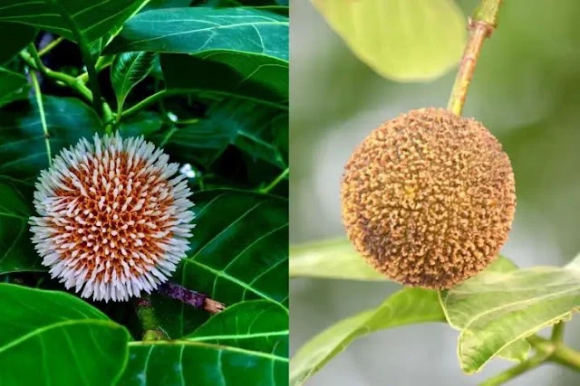 "पुरुषों के लिए वरदान है ये फल: स्टैमिना से लेकर स्पर्म काउंट तक होगा जबरदस्त फायदा!"