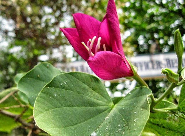 शरीर में गाँठ किसी भी तरह की हो या फोड़े-फुंसी हो; इन सब के रामबाण घरेलु उपाय..!