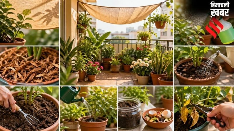 बालकनी में रखे पौधे तपती गर्मी में जल्दी सूख सकते हैं, इन आसान तरीकों से रखें हरा-भरा