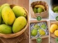 पुराने समय में कैसे पकाते थे आम, इन 5 देसी तरीकों से प्राकृतिक रूप से होते हैं रसदार