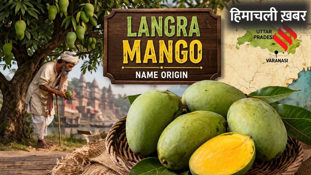 कैसे पड़ा आम का ‘लंगड़ा’ नाम, क्या है इसकी असली पहचान