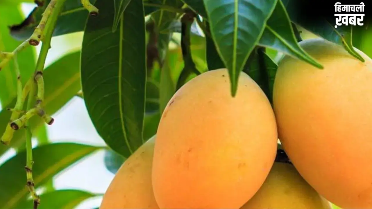 Mango Side Effects: आम खाने से पहले यहां जान लीजिए, आपको खाना चाहिए या नहीं, किसे है ख़तरा?