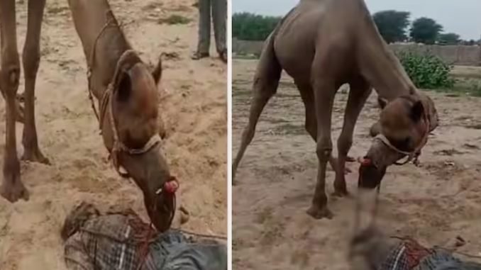 ऊंट ने मालिक का सिर जबड़े में फंसाकर तरबूज की तरह तोड़ दिया, 10 सेकंड में ही मौत…खौफनाक था मंजर…