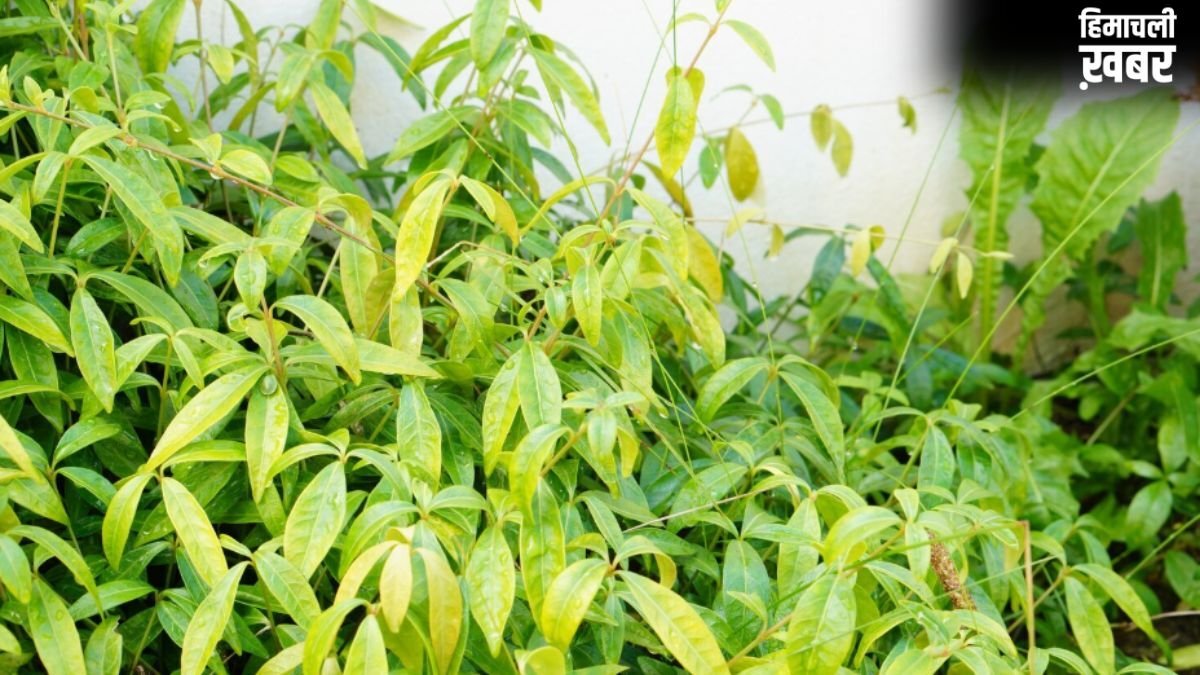करी पत्ते के पौधे में क्यों डालना चाहिए छाछ? जानें क्या होता है