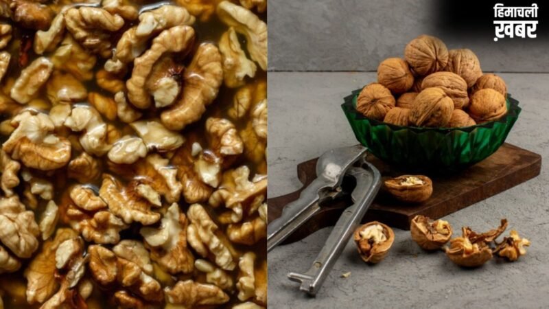 अखरोट को भिगोकर खाना चाहिए या बिना भिगोए, जानें इसके सेवन का सही तरीका क्या है