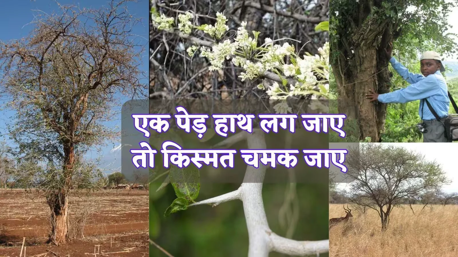 चंदन तो सिर्फ छलावा है, ये है दुनिया की सबसे महंगी लकड़ी, 5-6 किलो में तो आ जाएगी BMW कार