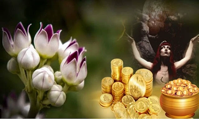 "तंत्र क्रियाओं में सबसे ज्यादा इस्तेमाल होती है इस पौधे की जड़, जानिए क्यों है तांत्रिकों की फेवरेट"..