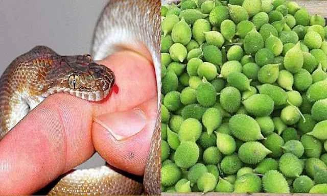 "सांप के ज़हर का सबसे बड़ा दुश्मन है ये पौधा, 10 मिनट में कर देता है ज़हर का खात्मा!"..