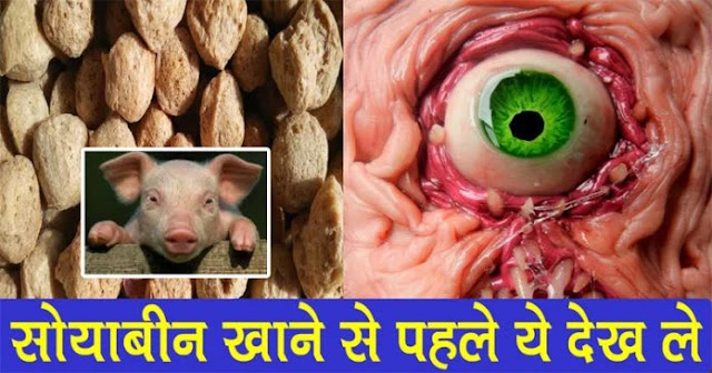 अगर आप भी रोज़ खाते हैं सोयाबीन., तो ये बातें ज़रूर जानिए - वरना फायदे की जगह नुकसान उठाएंगे!!.