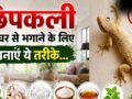 घर में छिपकलियों की संख्या हो गई है ज्यादा, भगाने के लिए अपना सकते हैं 3 घरेलू उपाय