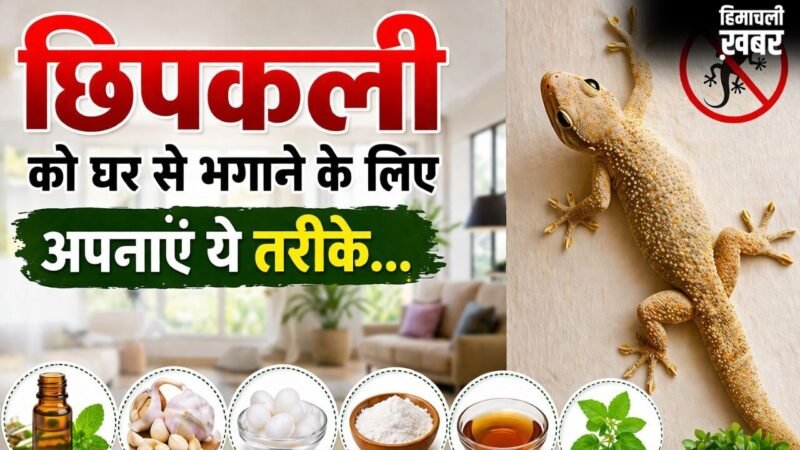 घर में छिपकलियों की संख्या हो गई है ज्यादा, भगाने के लिए अपना सकते हैं 3 घरेलू उपाय