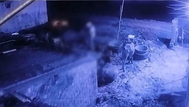 खूंटे से बंधी भैंस संग किया मुंह काला, सीसीटीवी में कैद, इंसानियत शर्मसार