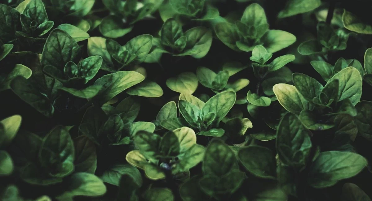 ये रहस्यमयी पौधा बाहर निकला पेट घटाए, 21 दिन में गठिया मिटाए और गंजेपन में नए बाल उगाए