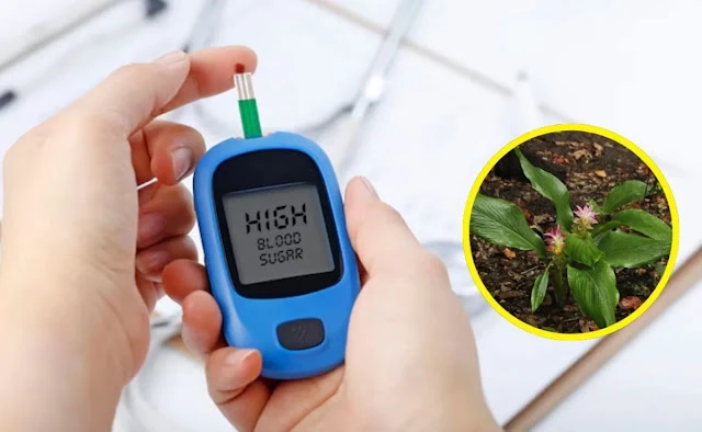 500 पार पहुंची शुगर भी हो जाती है गायब! ये हरा पत्ता नहीं चमत्कार है, 50 बीमारियों का है रहस्यमयी इलाज....