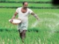 खेती-किसानी पर सरकार का बड़ा दांव! इस साल 20% बढ़ सकता है खाद सब्सिडी का बोझ, जानें खजाने पर क्या होगा असर