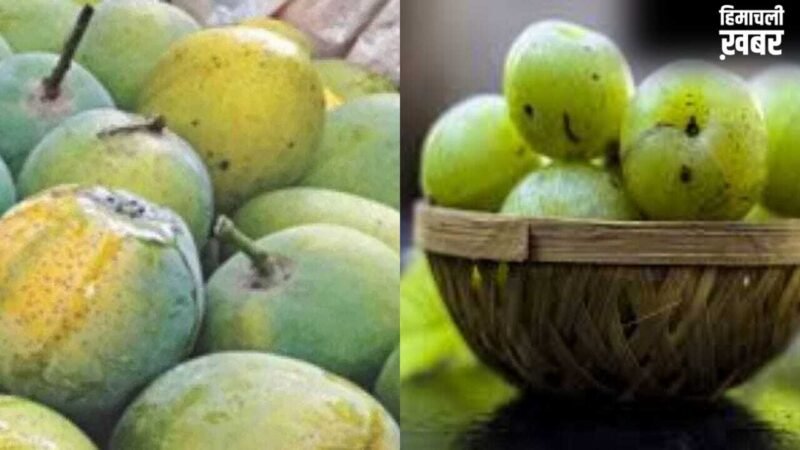 गंगा एक्सप्रेस-वे बनेगा गेमचेंजर, आम और आंवला व्यापार को मिलेगा बूस्ट