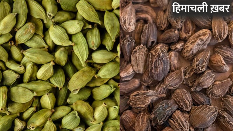 सिर्फ साइज का ही नहीं और भी कई बड़े अंतर होते हैं, छोटी और बड़ी इलायची में, जानिए फायदे