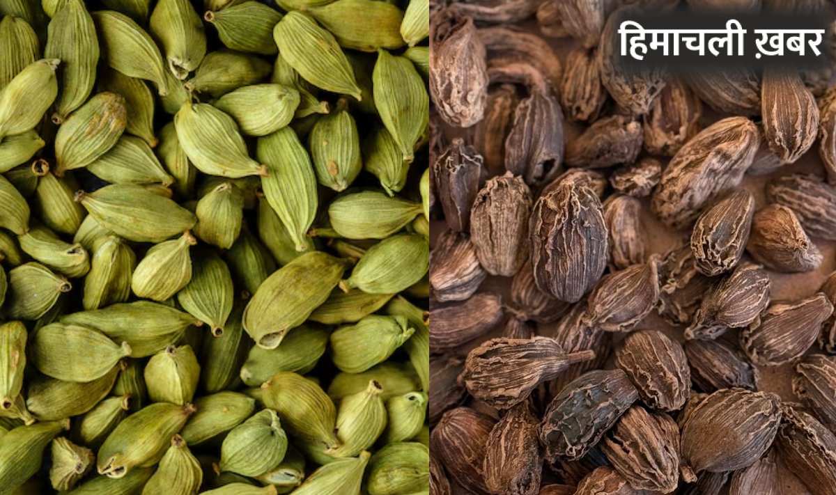 सिर्फ साइज का ही नहीं और भी कई बड़े अंतर होते हैं, छोटी और बड़ी इलायची में, जानिए फायदे