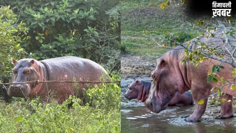अनंत अंबानी ने कोलंबिया से की 80 दरियाई घोड़ों की जान बचाने की अपील, 'वनतारा' में आजीवन घर देने का रखा प्रस्ताव
