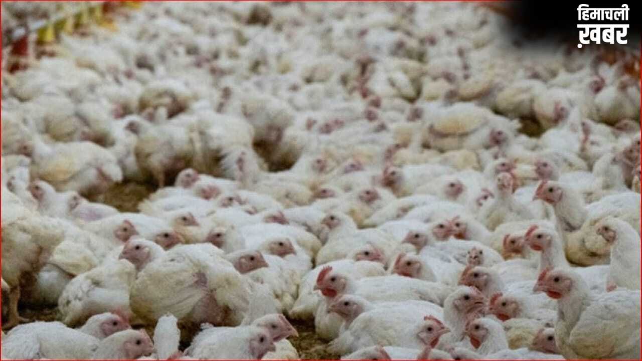 शादी में इतनी जोर से बजा DJ पर गाना, मर गईं 140 मुर्गियां… पोल्ट्री फॉर्म मालिक ने करवाई FIR