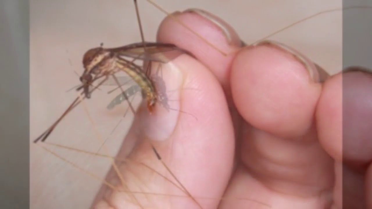 मच्छर आपके घर का पता भूल जायेंगे और आपके घर को देखकर डरेंगे, जानिये आखिर कैसे