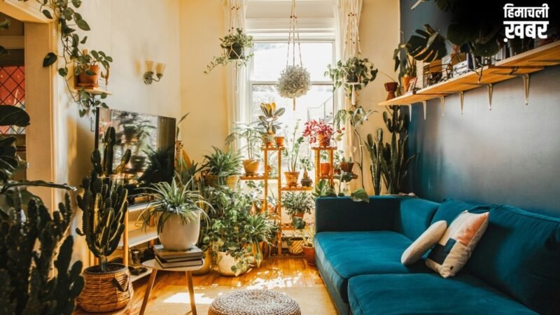 भीषण गर्मी में घर को ठंडा रखते हैं ये इनडोर प्लांट्स, बिना देखभाल के भी हरियाली रहेगी कायम
