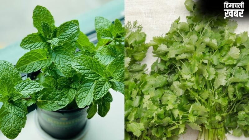 झुलसा देने वाली गर्मी में भी धनिया-पुदीना रहेगा हफ्तों तक फ्रेश, बस फॉलो कर लें ये टिप्स