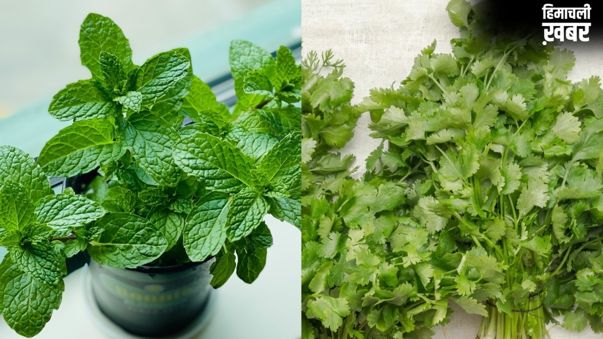 झुलसा देने वाली गर्मी में भी धनिया-पुदीना रहेगा हफ्तों तक फ्रेश, बस फॉलो कर लें ये टिप्स