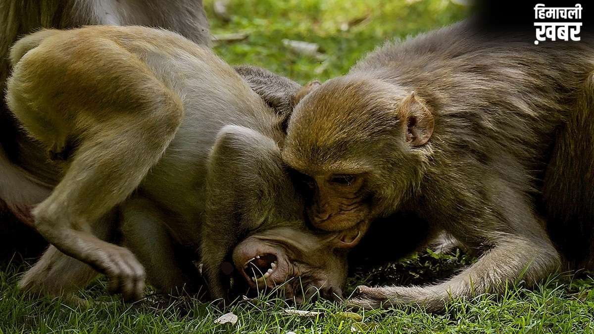 शादी से 12 दिन पहले उठी पिता की अर्थी, मथुरा में बंदरों के हमले में चली गई जान