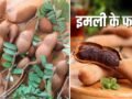 कच्ची से पकी इमली तक…इसे खाने से मिलते हैं शरीर को ढेरों अलग-अलग फायदे