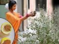 तुलसी के पौधे ने नींबू का छिलका डालने से क्या होता है ? यहां जानें 5 फायदे