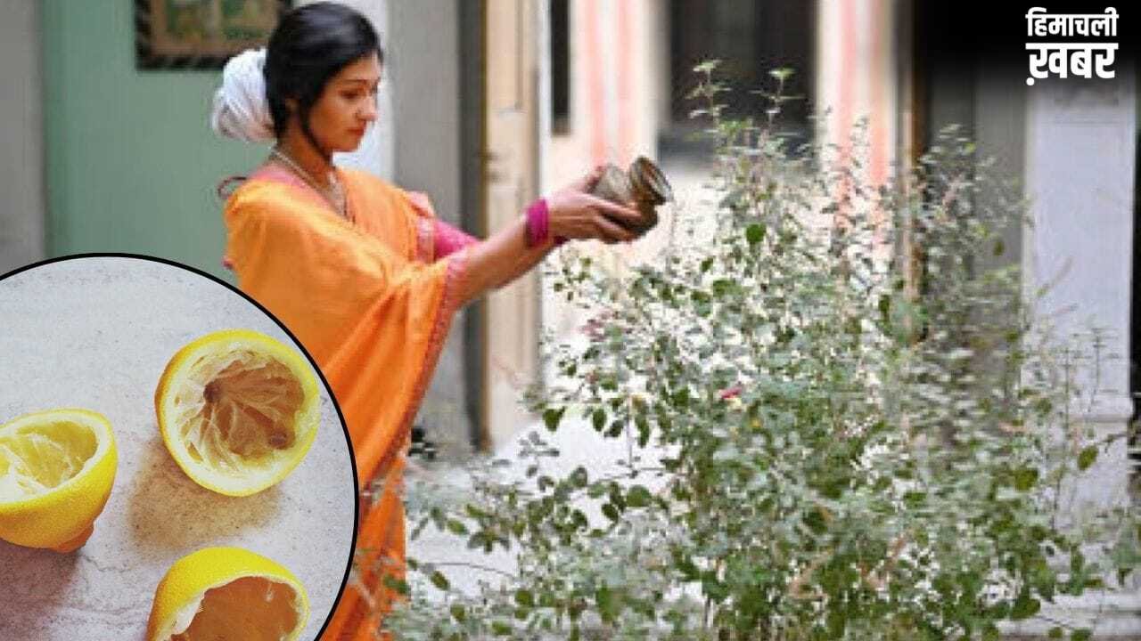 तुलसी के पौधे ने नींबू का छिलका डालने से क्या होता है ? यहां जानें 5 फायदे