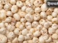 Makhana Dishes: पेट रहेगा ठंडा, गजब की फुर्ती…सिर्फ भूनकर नहीं गर्मी में इस तरह भी खाएं मखाना