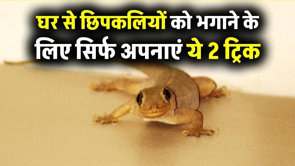 घर में छिपकलियों का आतंक खत्म! सिर्फ ₹2 में अपनाएं ये 2 ट्रिक, असर चौंकाने वाला