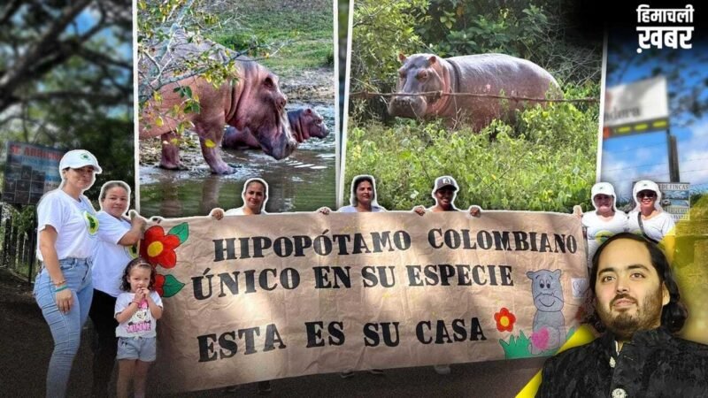 कोलंबिया में हिप्पो पर संकट, अनंत अंबानी के वनतारा ने दिया सुरक्षित पुनर्वास का विकल्प