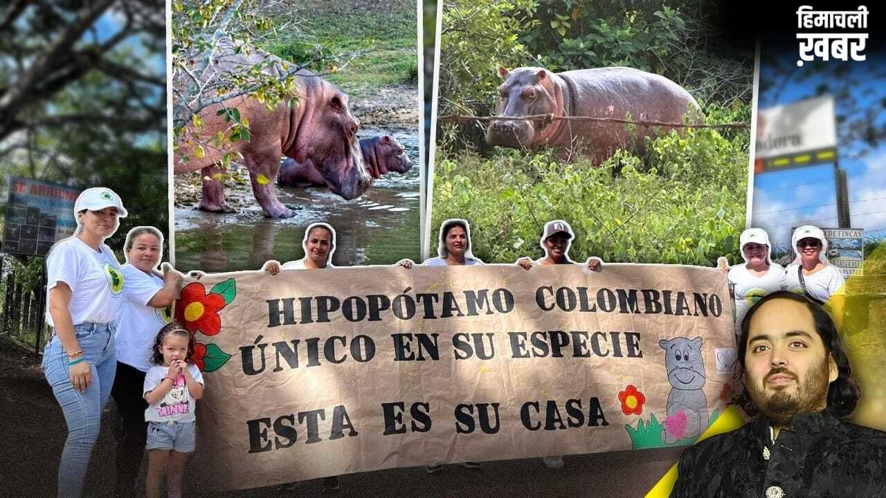 कोलंबिया में हिप्पो पर संकट, अनंत अंबानी के वनतारा ने दिया सुरक्षित पुनर्वास का विकल्प