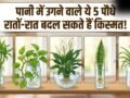 Pani Wale Lucky Paudhe: बिना मिट्टी के उगने वाले ये 5 पौधे हैं कुबेर का वरदान, घर में चुंबक की तरह खिंचा आएगा पैसा!​
