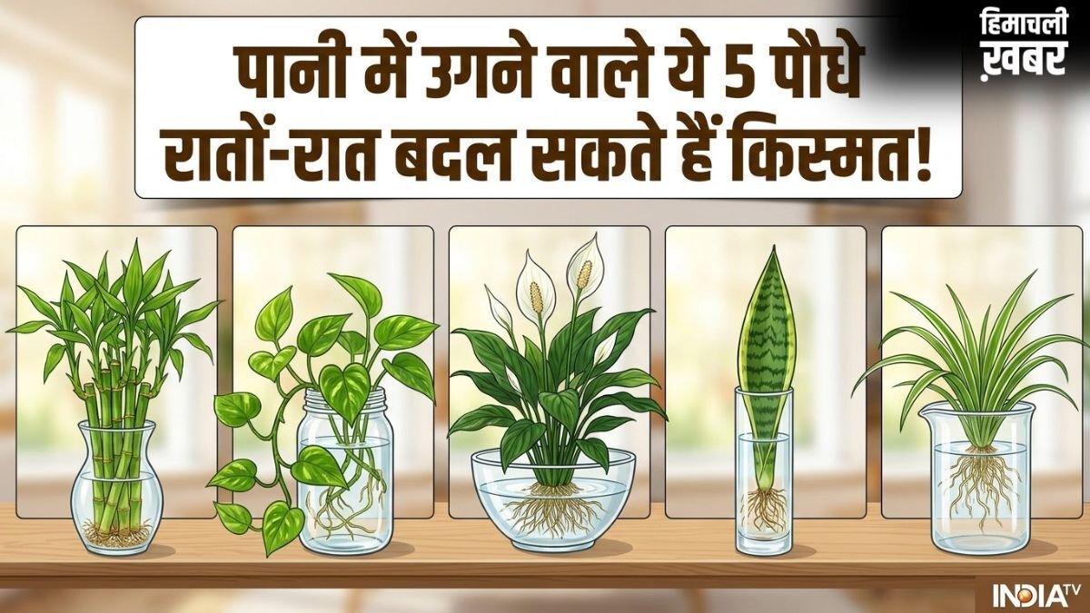Pani Wale Lucky Paudhe: बिना मिट्टी के उगने वाले ये 5 पौधे हैं कुबेर का वरदान, घर में चुंबक की तरह खिंचा आएगा पैसा!​