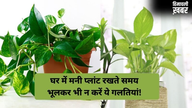 सावधान! मनी प्लांट से जुड़ी ये 3 गलतियां आपको बना सकती हैं कर्जदार, आज ही कर लें सुधार, जानें सही नियम​