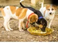 Feeding Animals: जगाना है सोया हुआ भाग्य? आज से ही शुरू कर दें इन 5 जीवों को भोजन कराना​