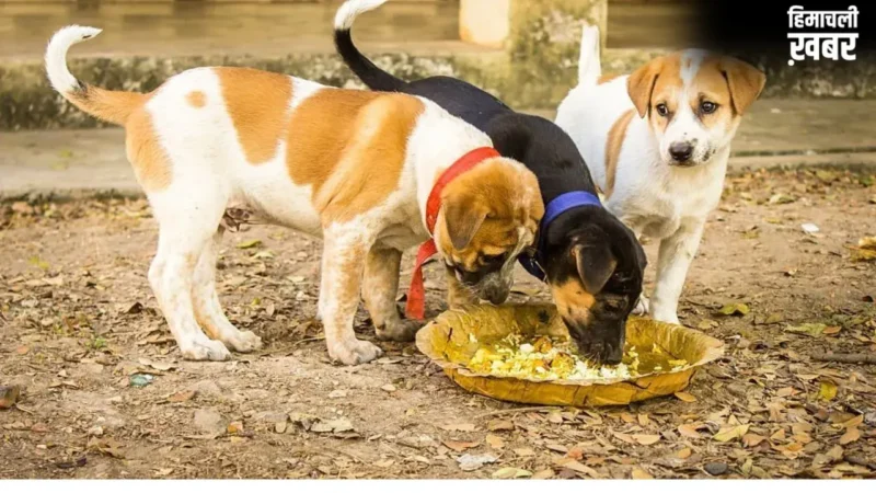 Feeding Animals: जगाना है सोया हुआ भाग्य? आज से ही शुरू कर दें इन 5 जीवों को भोजन कराना​