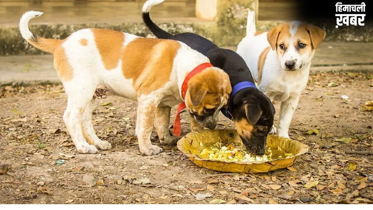 Feeding Animals: जगाना है सोया हुआ भाग्य? आज से ही शुरू कर दें इन 5 जीवों को भोजन कराना​