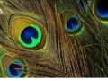 Peacock Feather Vastu Tips: गलत दिशा में मोरपंख रखने से हो जाएंगे कंगाल! जानिए सबसे शुभ दिशा​